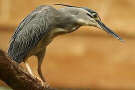 Striated Heron