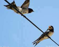 Barn Swallow