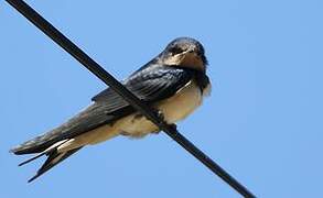 Barn Swallow