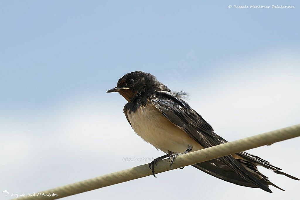 Barn Swallow