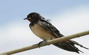 Barn Swallow