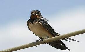 Barn Swallow