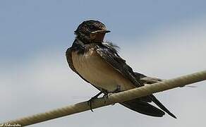 Barn Swallow