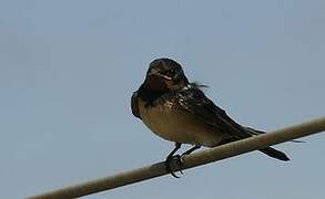 Barn Swallow