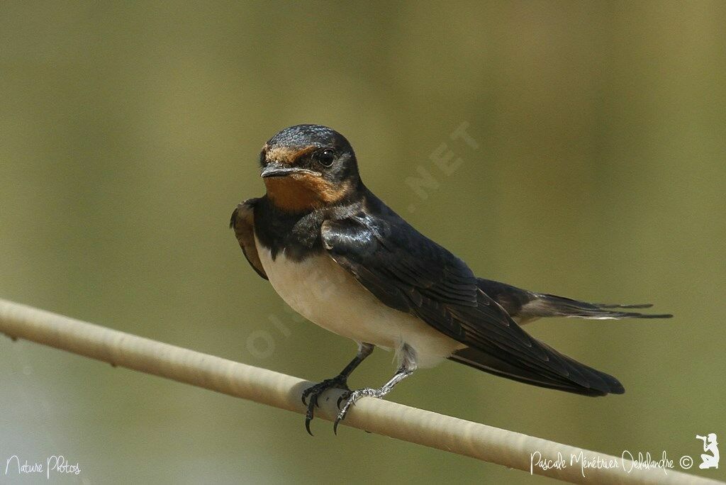 Barn Swallow