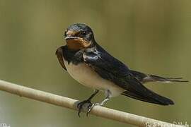 Barn Swallow