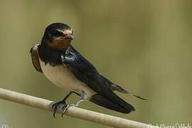 Barn Swallow