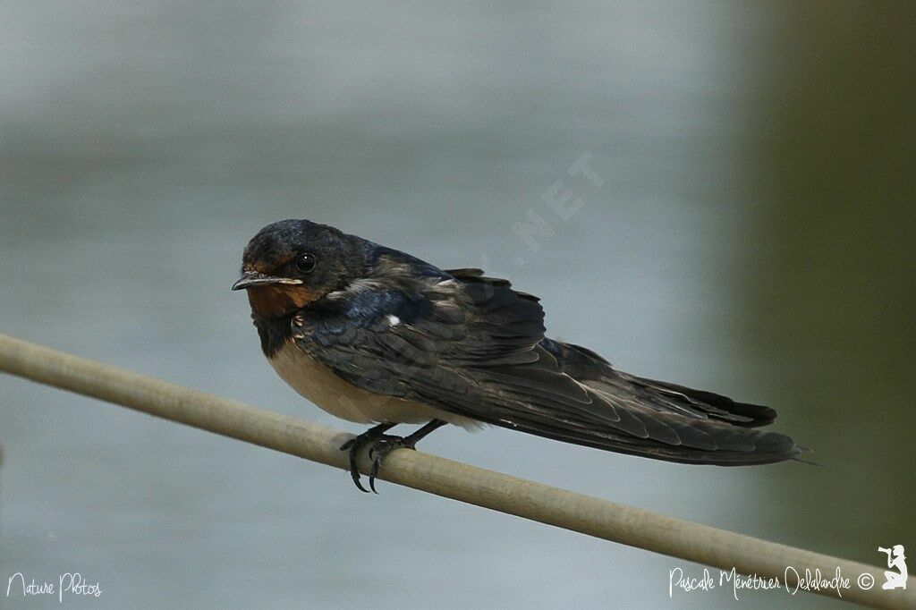 Barn Swallow