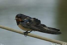 Barn Swallow