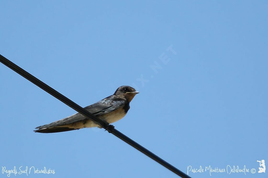 Barn Swallow