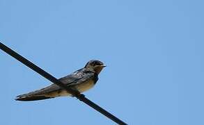 Barn Swallow