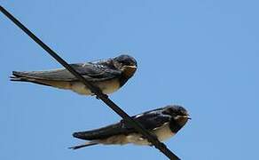 Barn Swallow