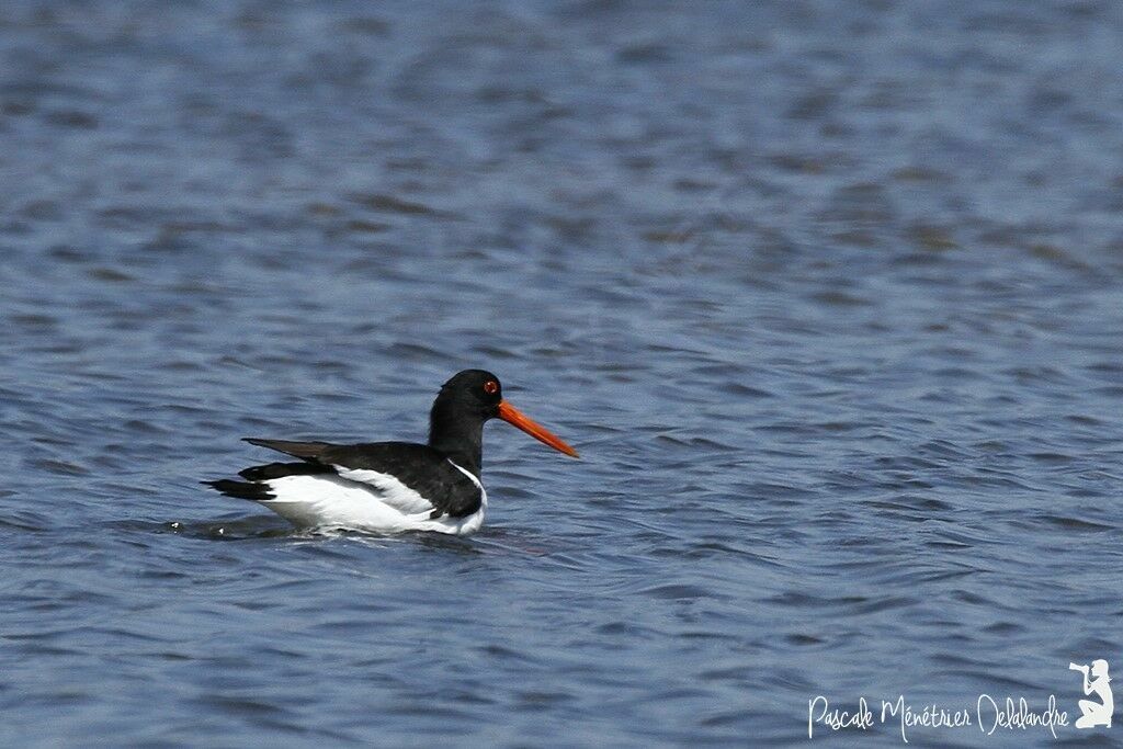 Eurasian Oystercatcher