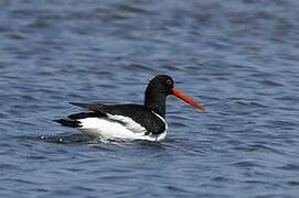 Eurasian Oystercatcher