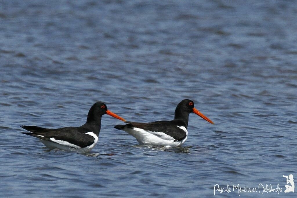 Eurasian Oystercatcher