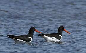 Eurasian Oystercatcher