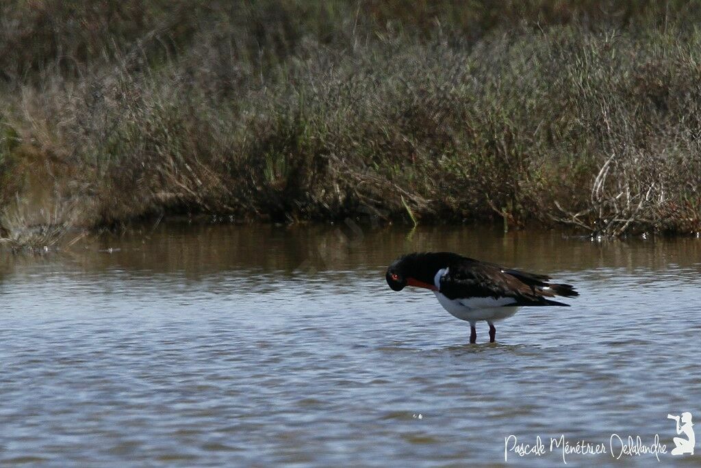 Eurasian Oystercatcher