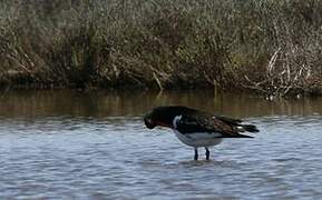 Eurasian Oystercatcher