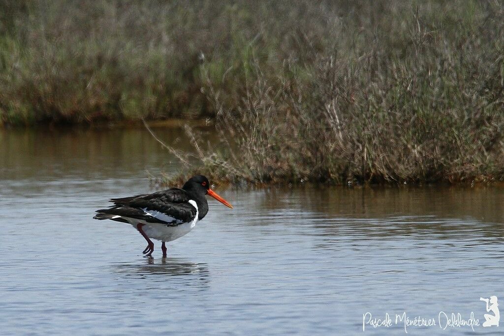 Eurasian Oystercatcher