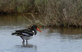 Eurasian Oystercatcher