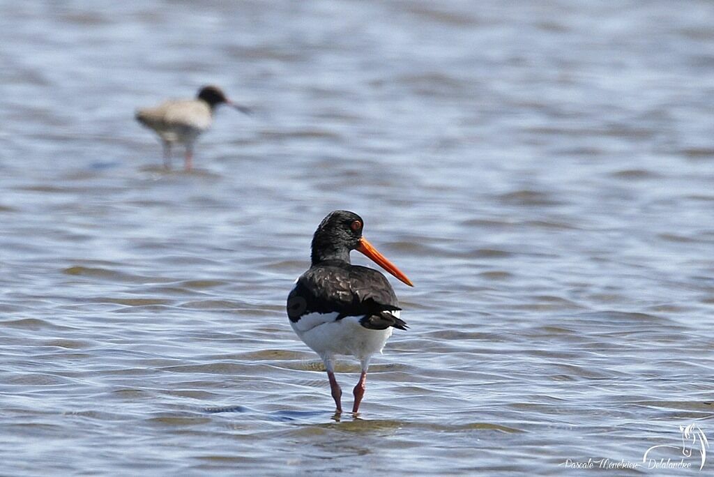 Eurasian Oystercatcher