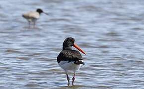 Eurasian Oystercatcher