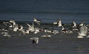 Eurasian Oystercatcher