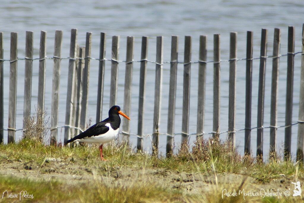 Eurasian Oystercatcher