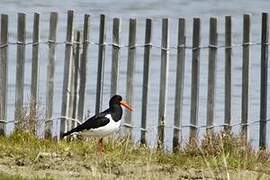 Eurasian Oystercatcher