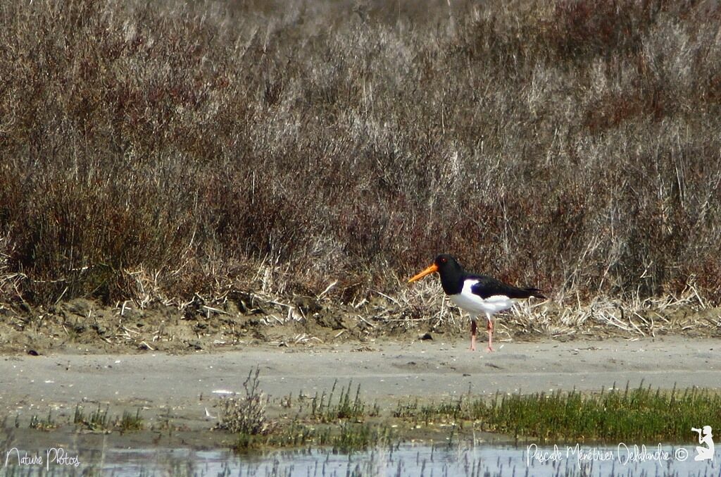 Eurasian Oystercatcher