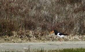 Eurasian Oystercatcher