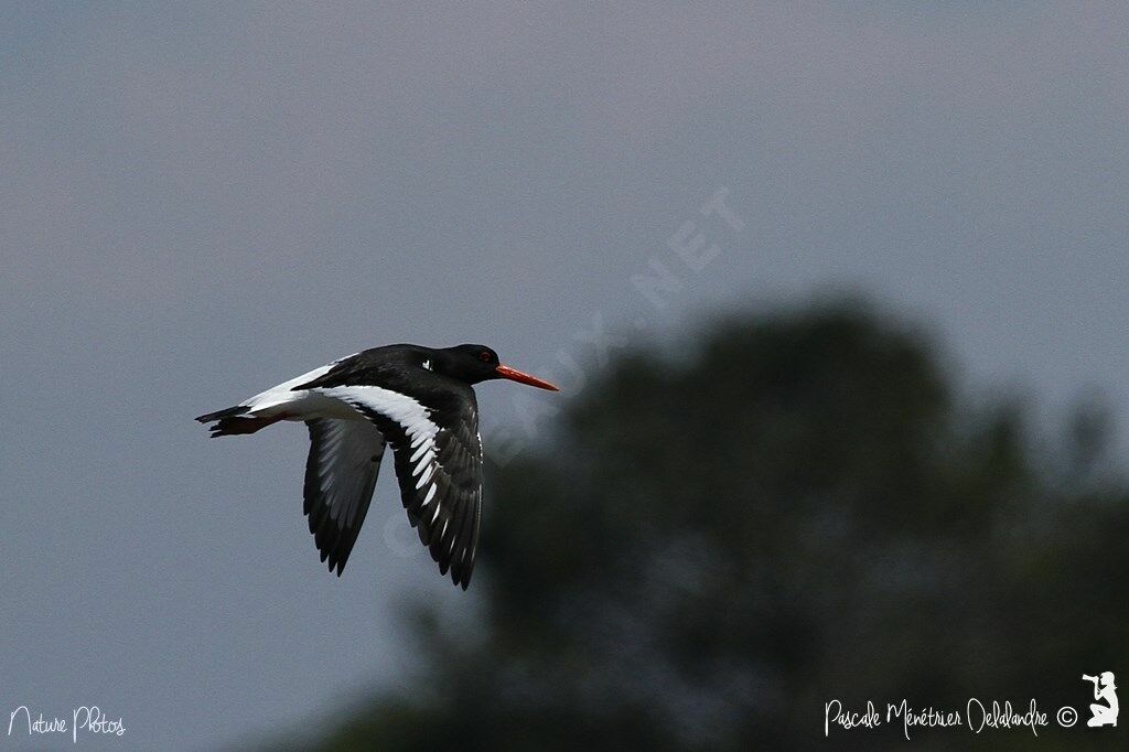 Eurasian Oystercatcher