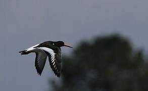 Eurasian Oystercatcher