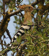 Eurasian Hoopoe