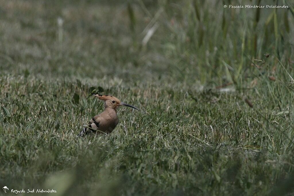 Eurasian Hoopoe