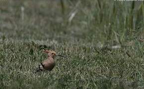 Eurasian Hoopoe