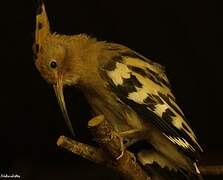 Eurasian Hoopoe