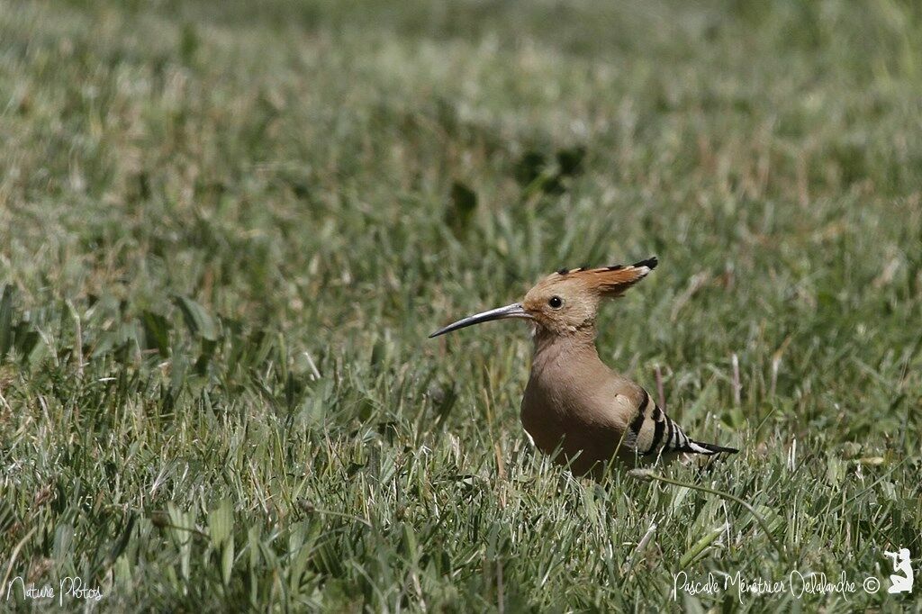 Eurasian Hoopoe