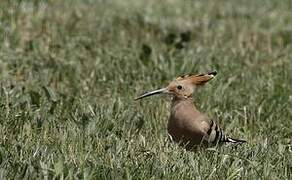 Eurasian Hoopoe