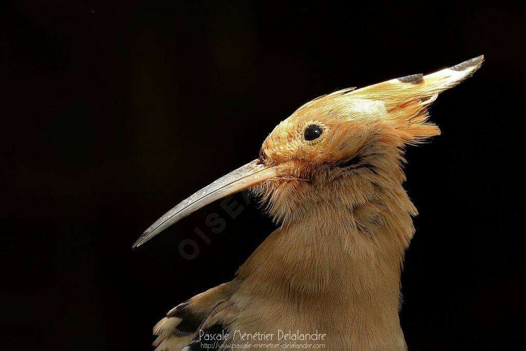 Eurasian Hoopoe