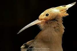 Eurasian Hoopoe