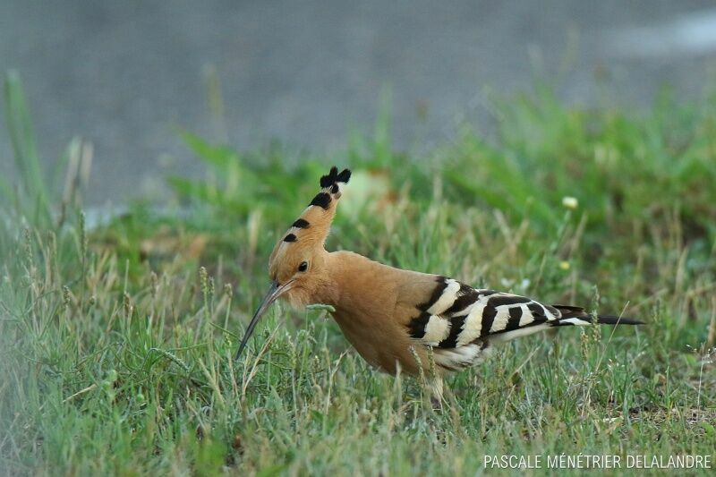 Eurasian Hoopoe