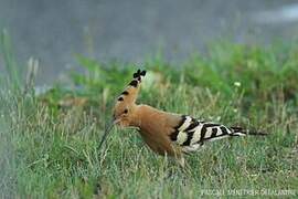 Eurasian Hoopoe