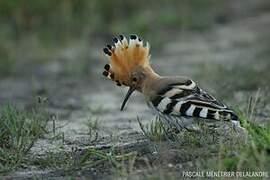 Eurasian Hoopoe