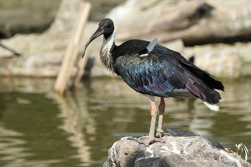 Straw-necked Ibis