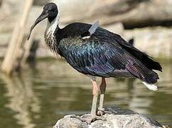 Straw-necked Ibis