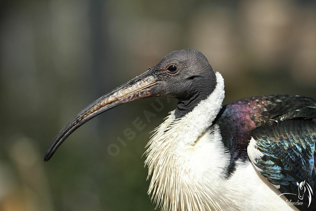 Straw-necked Ibis