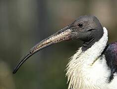 Straw-necked Ibis