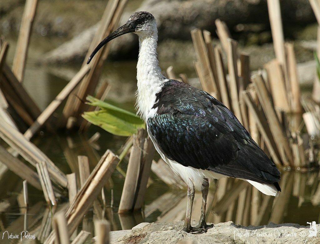 Straw-necked Ibis