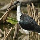Ibis d'Australie
